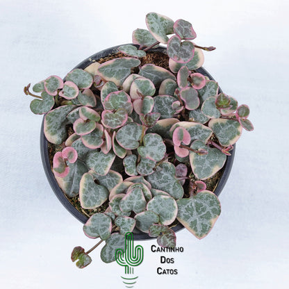 Ceropegia Linearis Subsp. Woodii Variegata