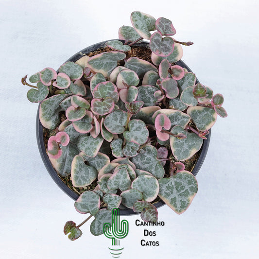 Ceropegia Linearis Subsp. Woodii Variegata