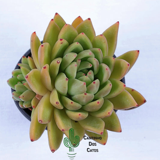 Echeveria agavoides 'Corderoyi'