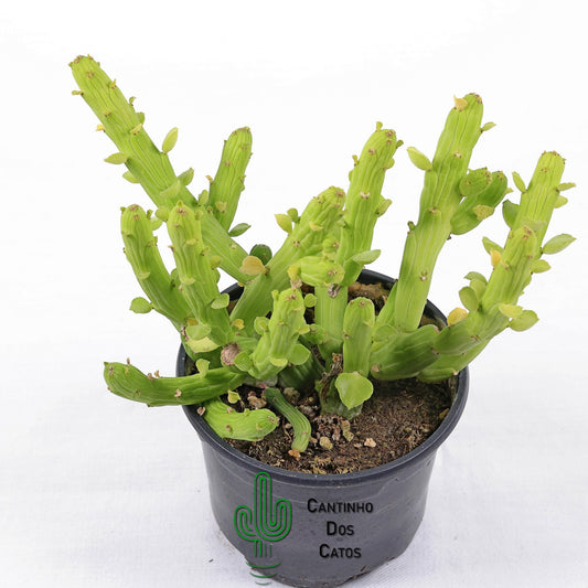 Euphorbia Monadenium Bisellenbeckii