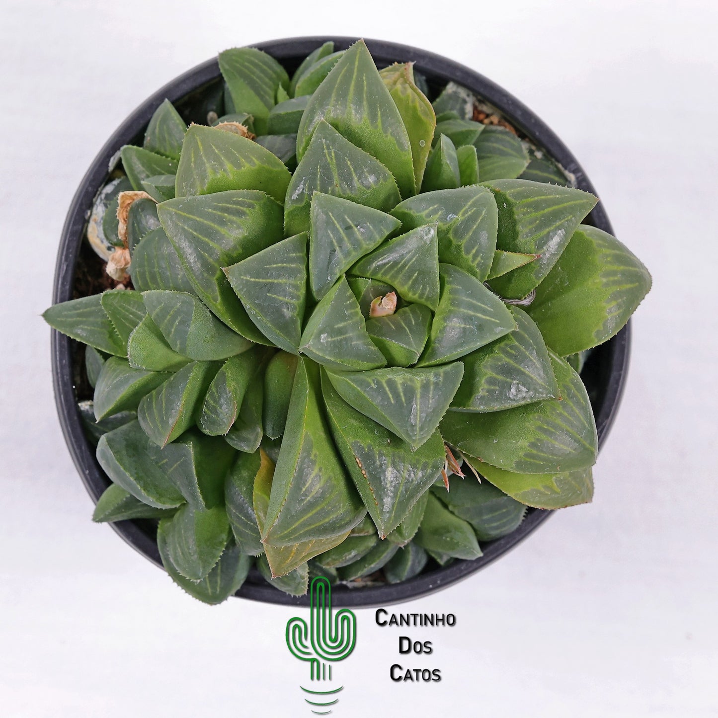 Haworthia Retusa