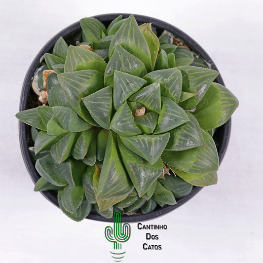 Haworthia Retusa