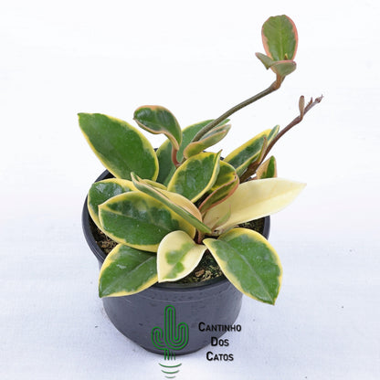 Hoya carnosa Tricolor