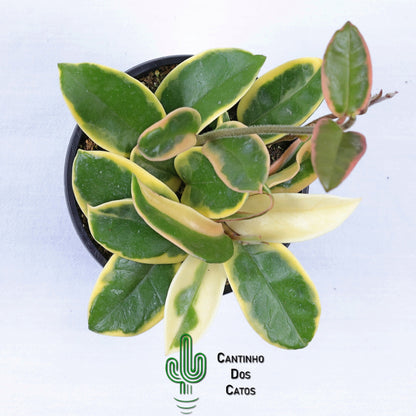 Hoya carnosa Tricolor