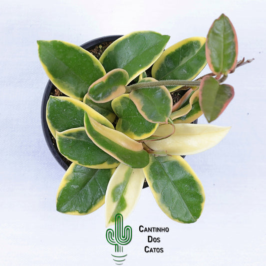 Hoya carnosa Tricolor