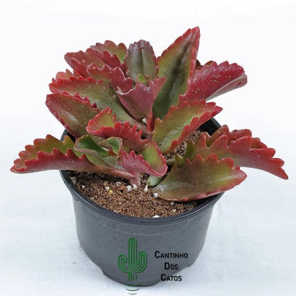 Kalanchoe Longiflora