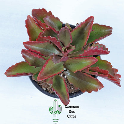 Kalanchoe Longiflora