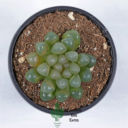 Haworthia Cooperi var. obtusa