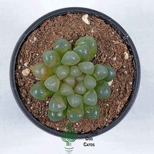 Haworthia Cooperi var. obtusa