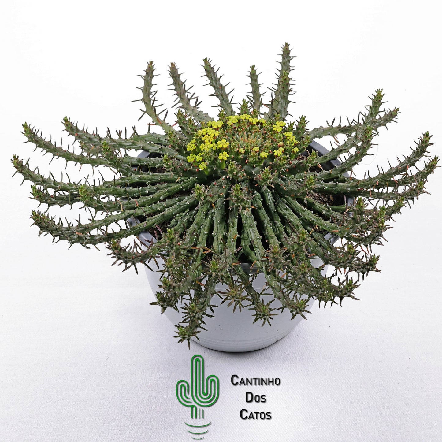 Euphorbia Flanaganii