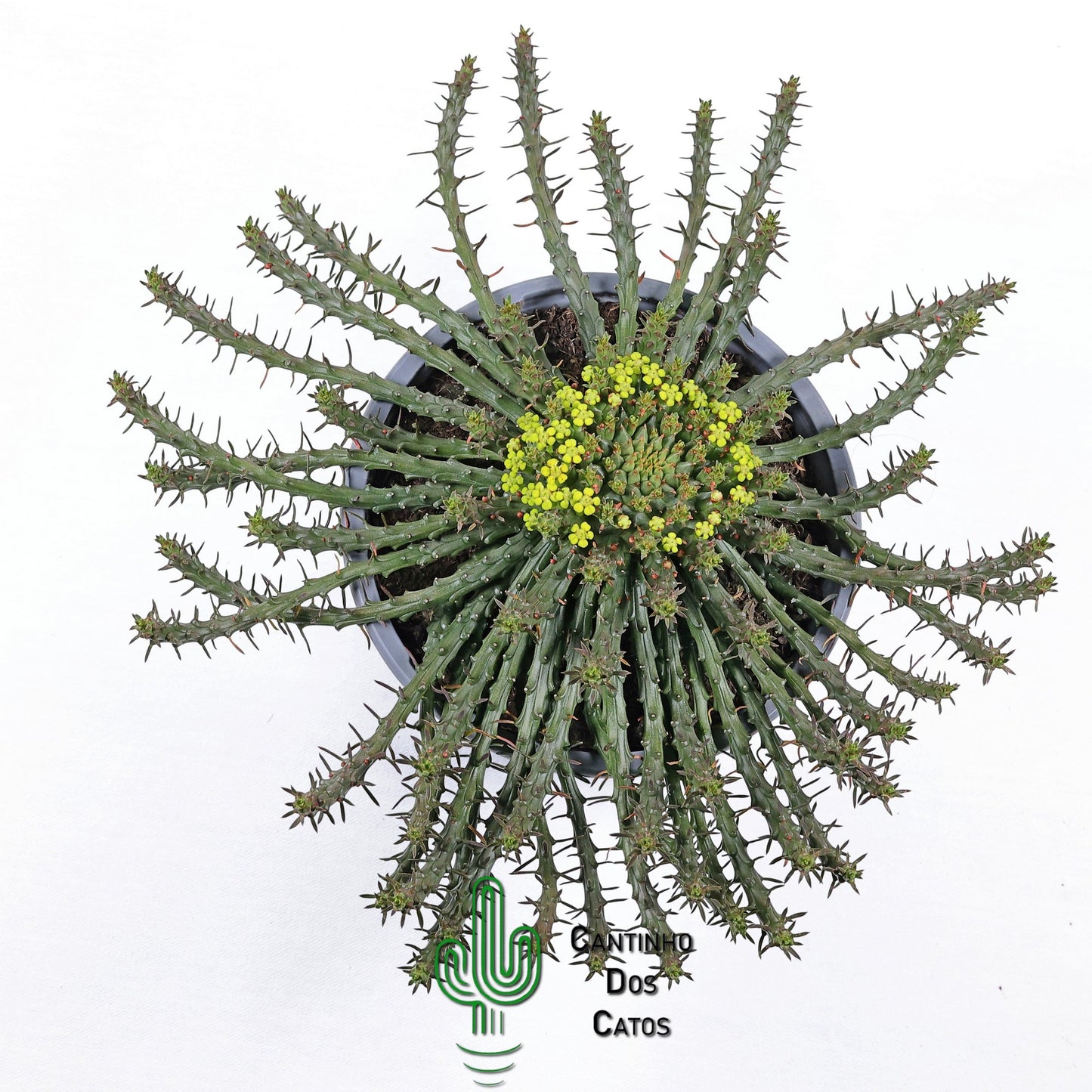 Euphorbia Flanaganii