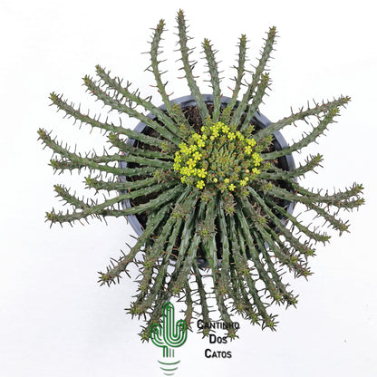 Euphorbia Flanaganii