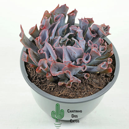 Echeveria ‘Trumpet Pinky’