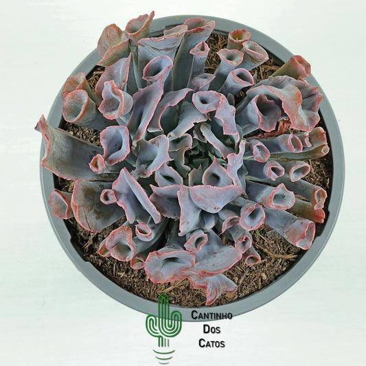 Echeveria ‘Trumpet Pinky’