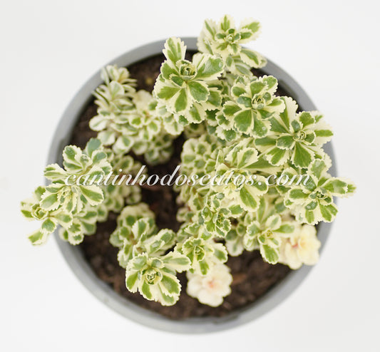 Sedum Takesimense "Atlantis"