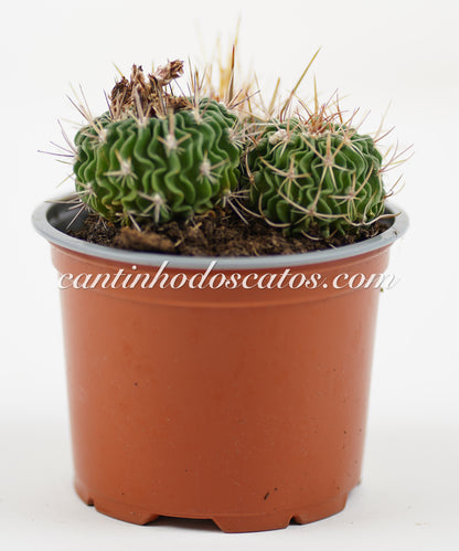 Echinofosslocactus Multicostatus