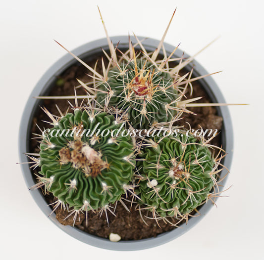 Echinofosslocactus Multicostatus