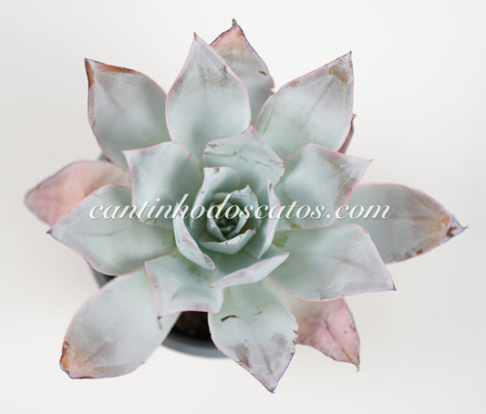 Echeveria Cante