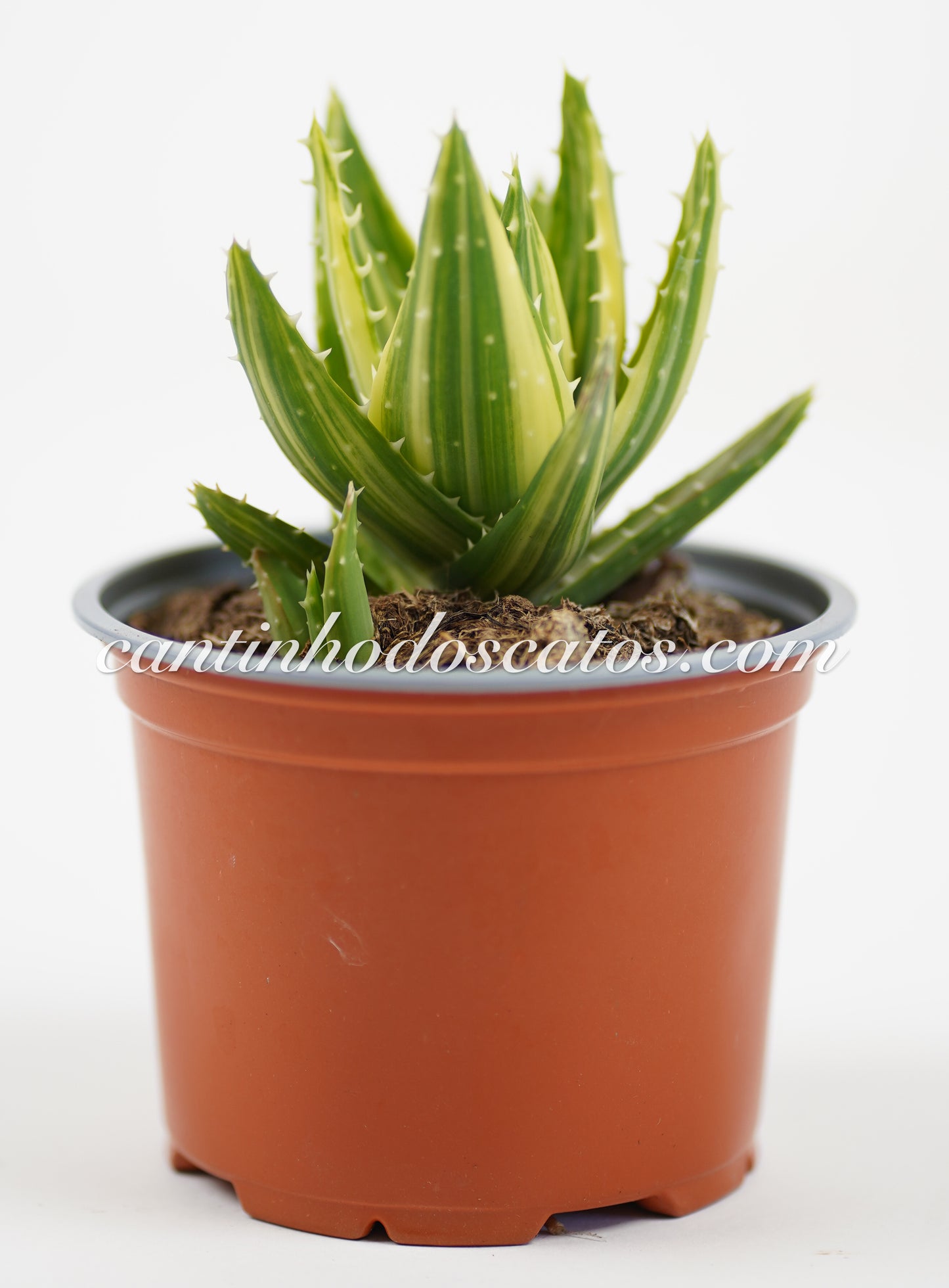 Aloe Mitriformis F. Variegata