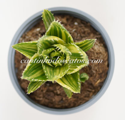 Aloe Mitriformis F. Variegata