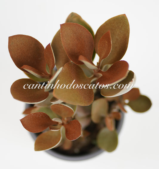 Kalanchoe Orgyalis "Colher de Cobre"