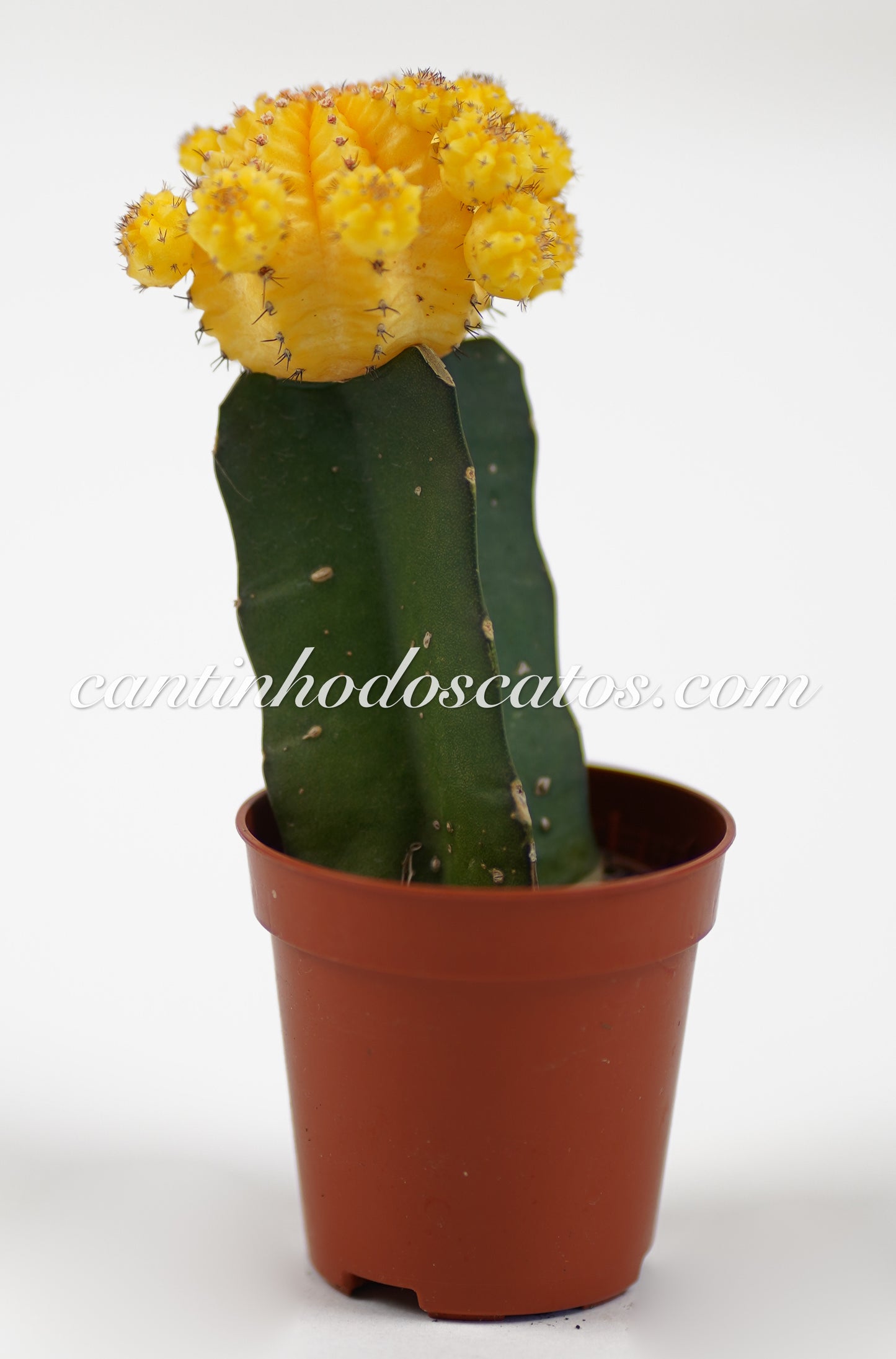 Gymnocalycium Mihanovichii Yellow Enxertado