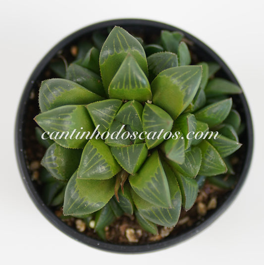 Haworthia Retusa