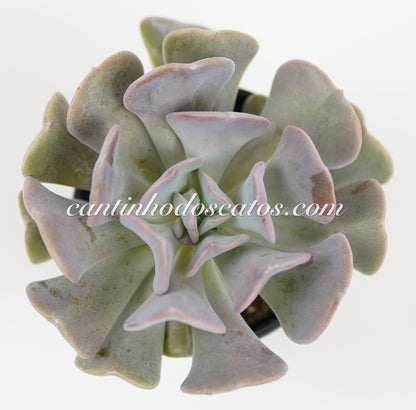 Echeveria Cubic Frost