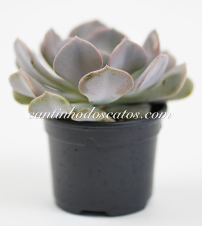 Echeveria Cubic Frost