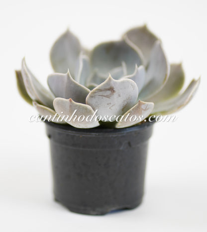 Echeveria Lilacina