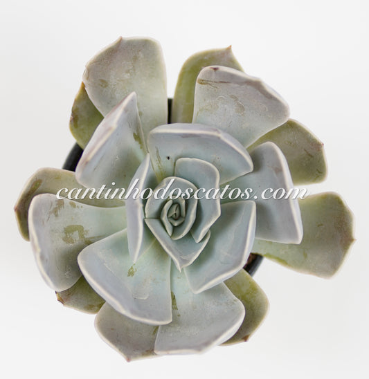 Echeveria Lilacina