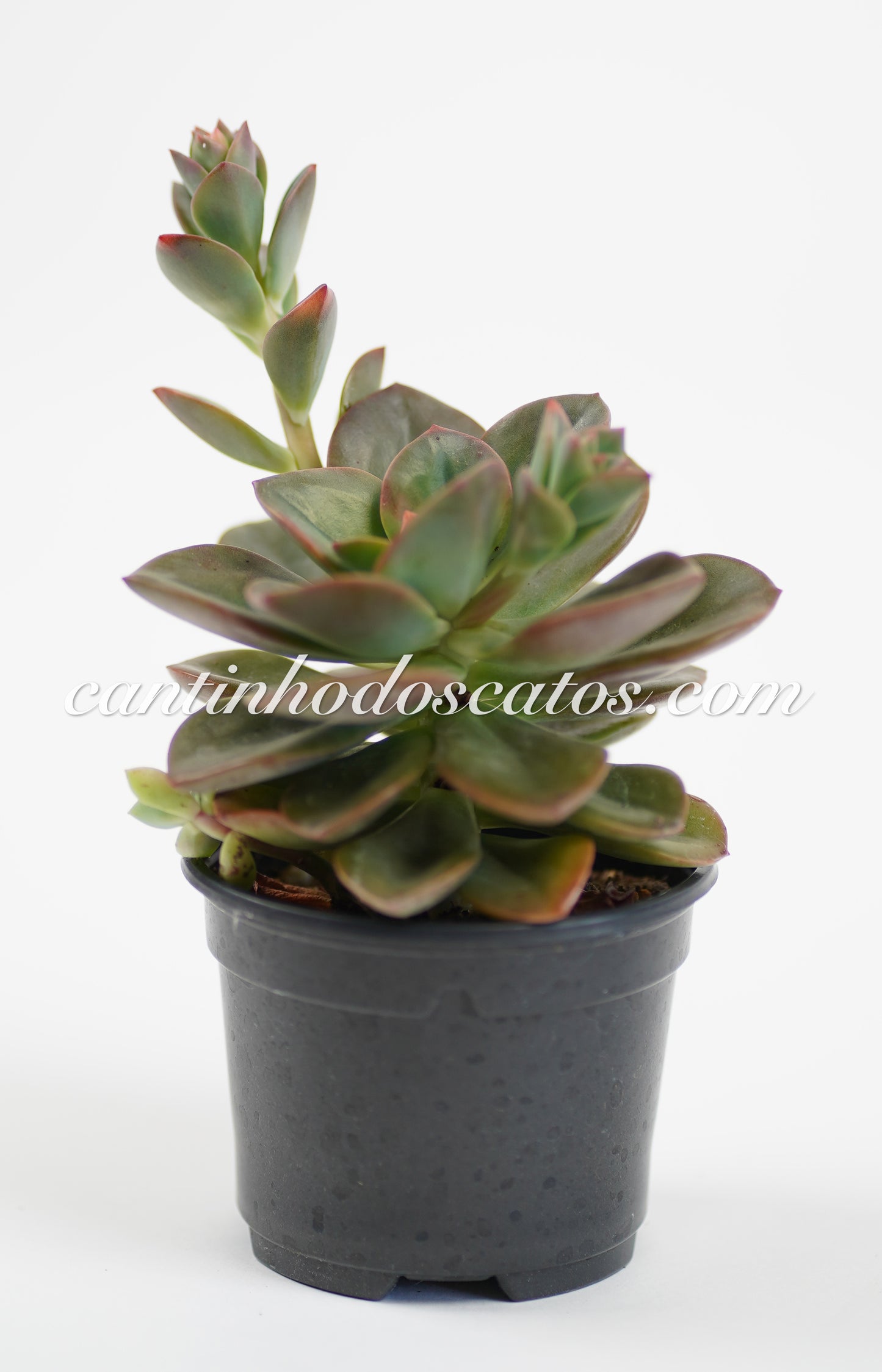 Echeveria Chorma