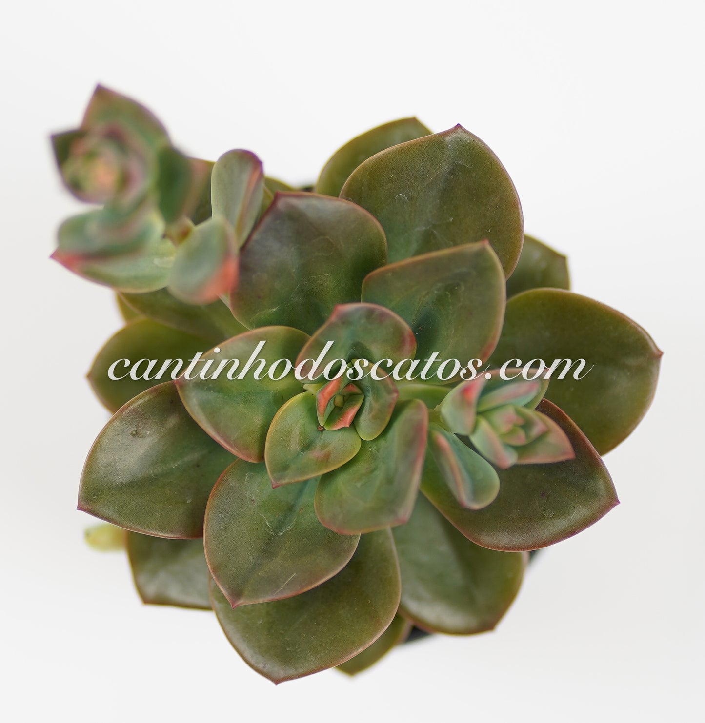 Echeveria Chorma