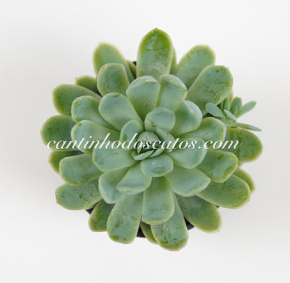 Sedeveria "Blue Eff"