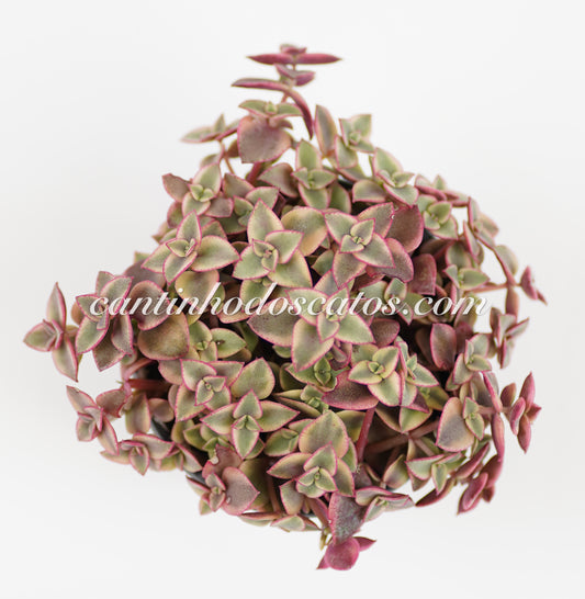 Crassula Pellucida Ssp.Marginalis Variegata