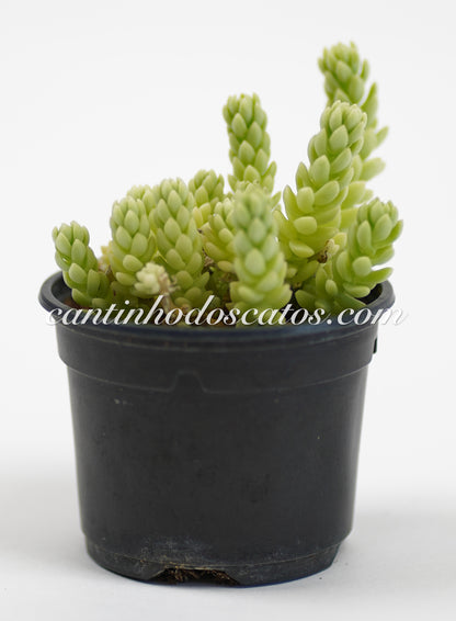 Sedum Hemsleyanum "Colar de Princesa"