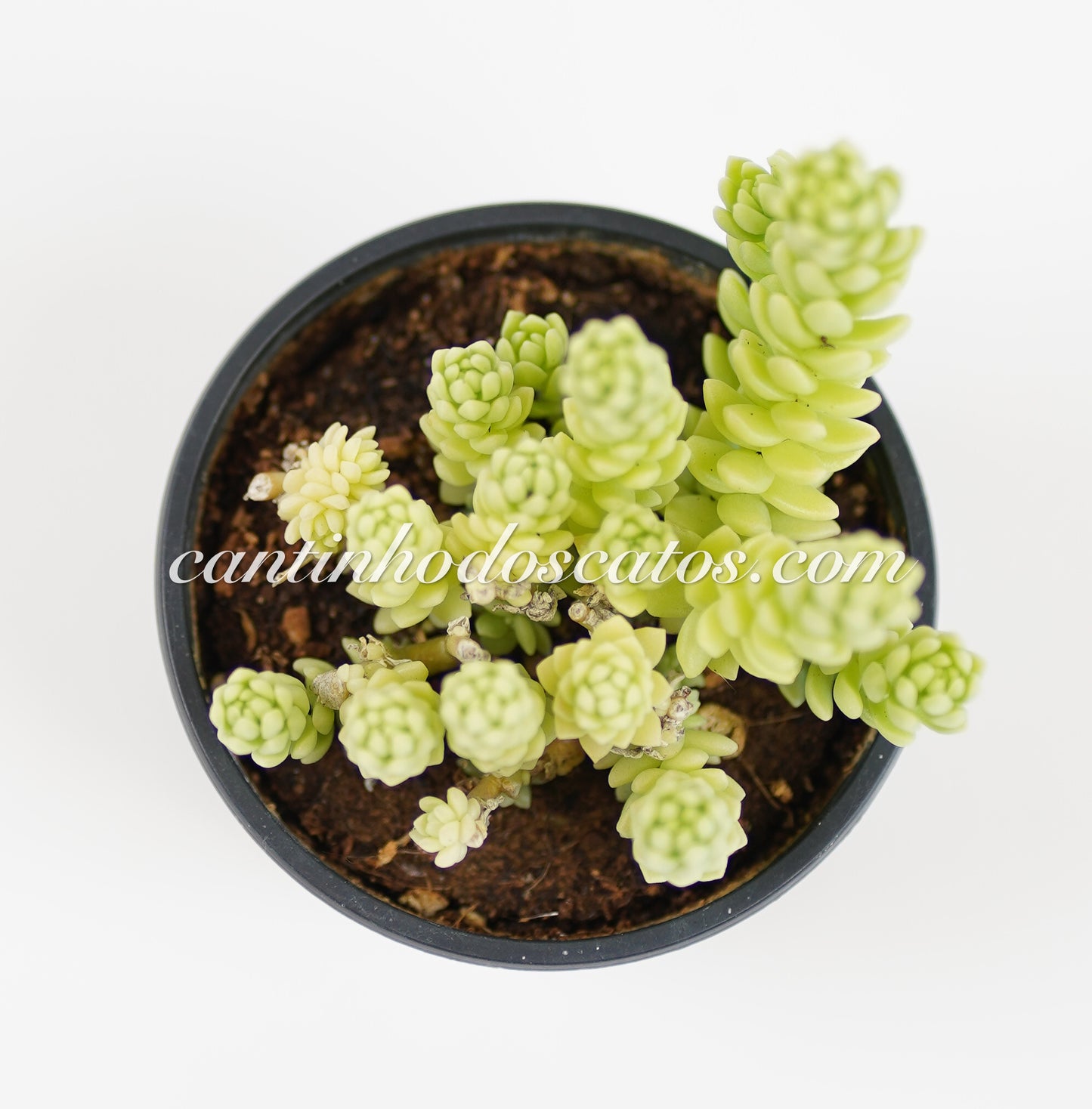 Sedum Hemsleyanum "Colar de Princesa"