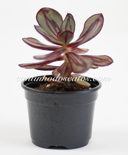 Echeveria Nodulosa