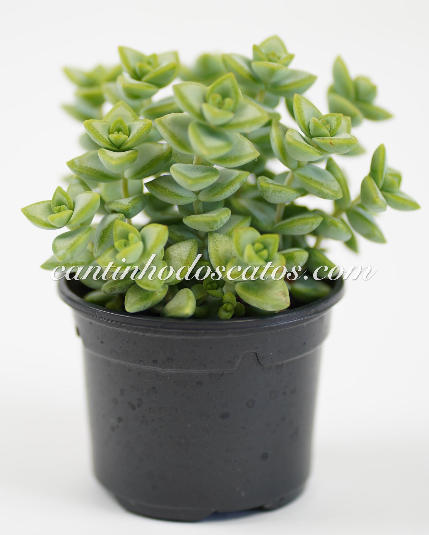 Crassula Rupestiris "Rosary Vine"