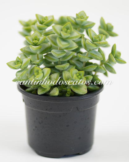 Crassula Rupestiris "Rosary Vine"