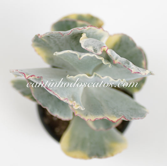 Cotyledon Spp. Orbiculata form. Variegata