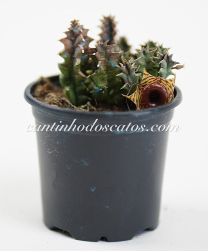 Huernia Zebrina