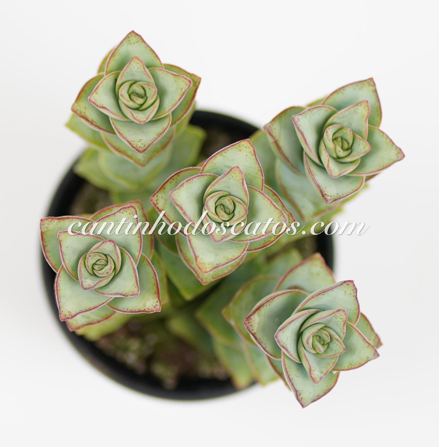 Crassula Perforata "Giant Form"