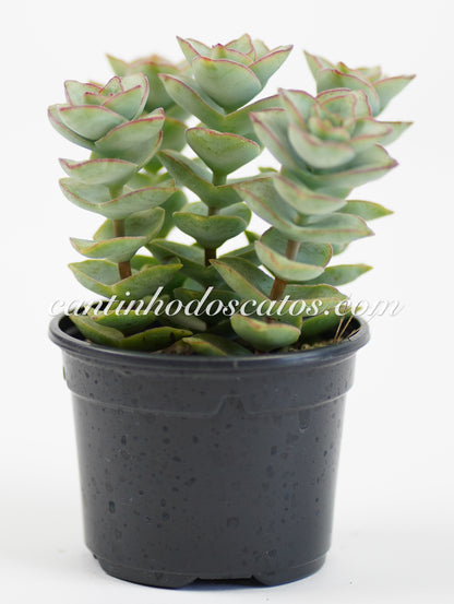 Crassula Perforata "Giant Form"