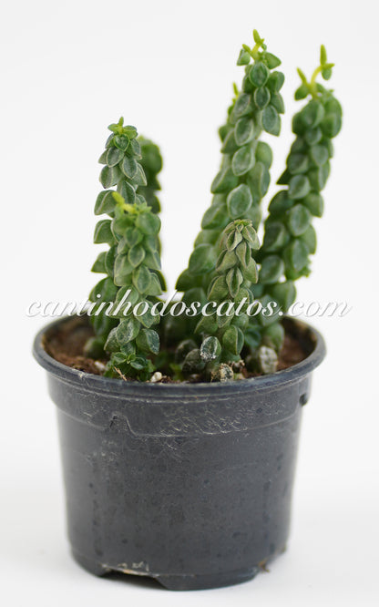 Peperomia Columella