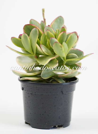 Crassula Platyphylla Variegata