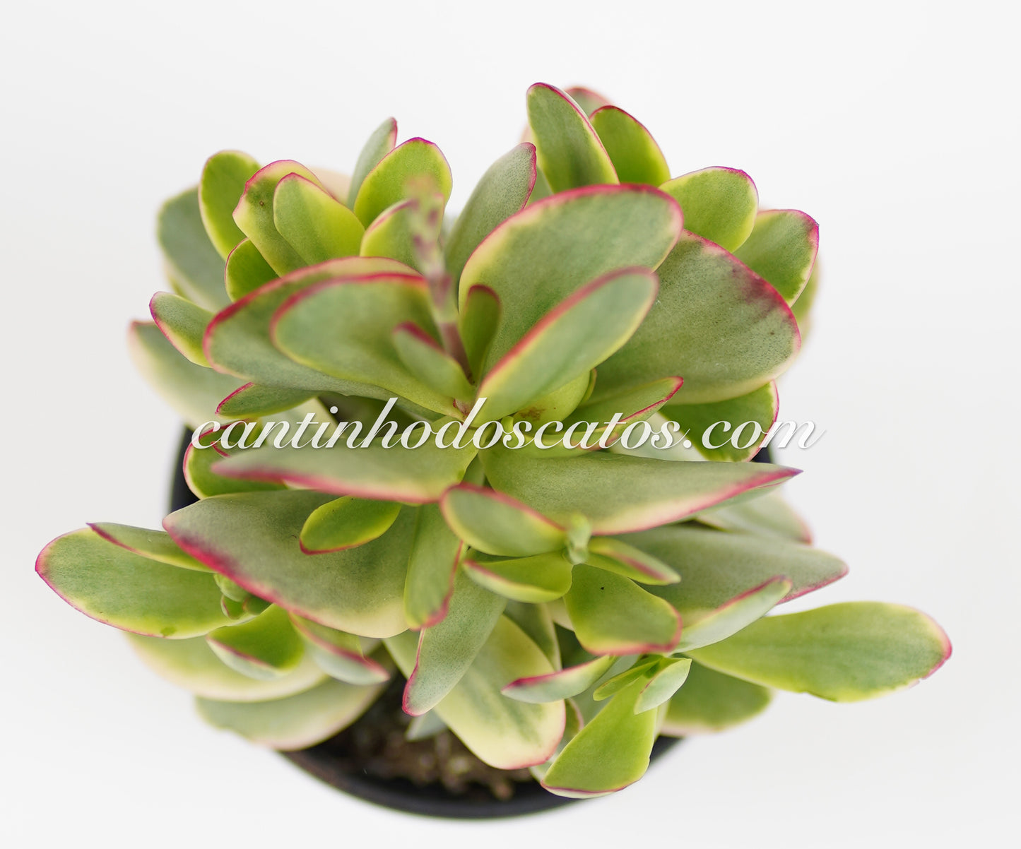 Crassula Platyphylla Variegata