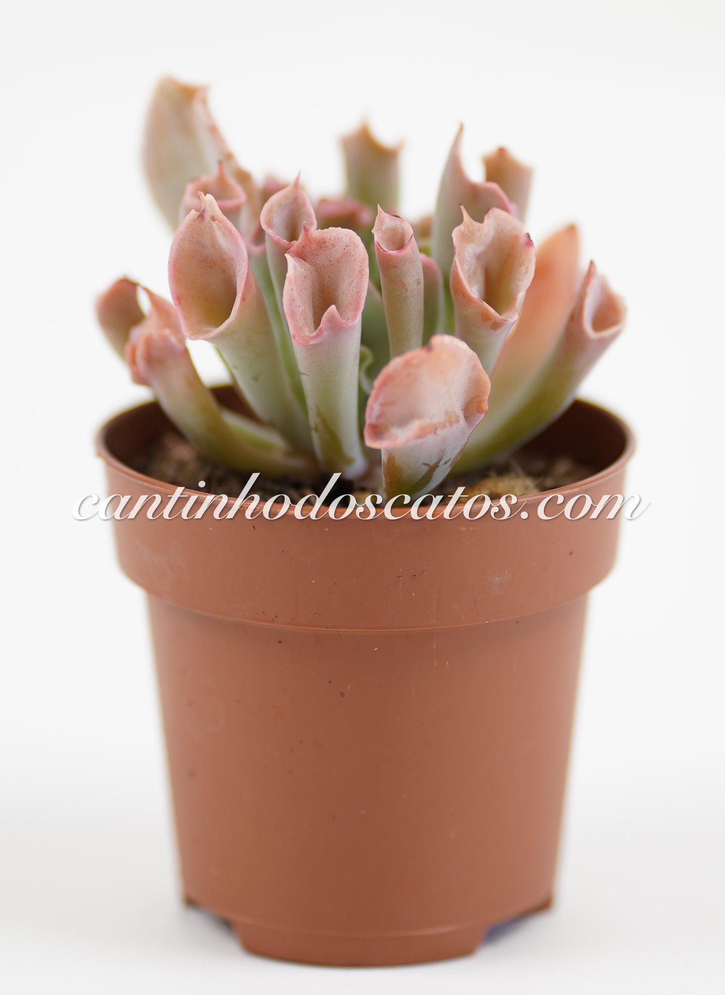 Echeveria "Trumpet Pink"