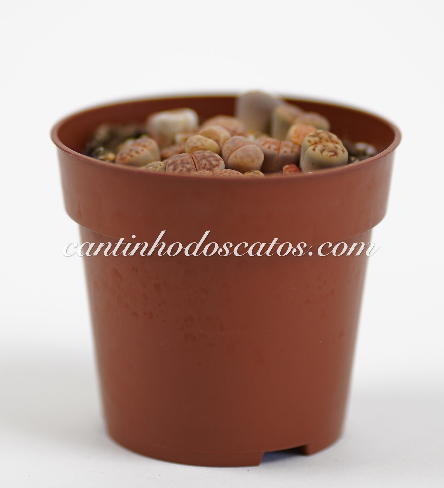 Lithops "Pedras Vivas"