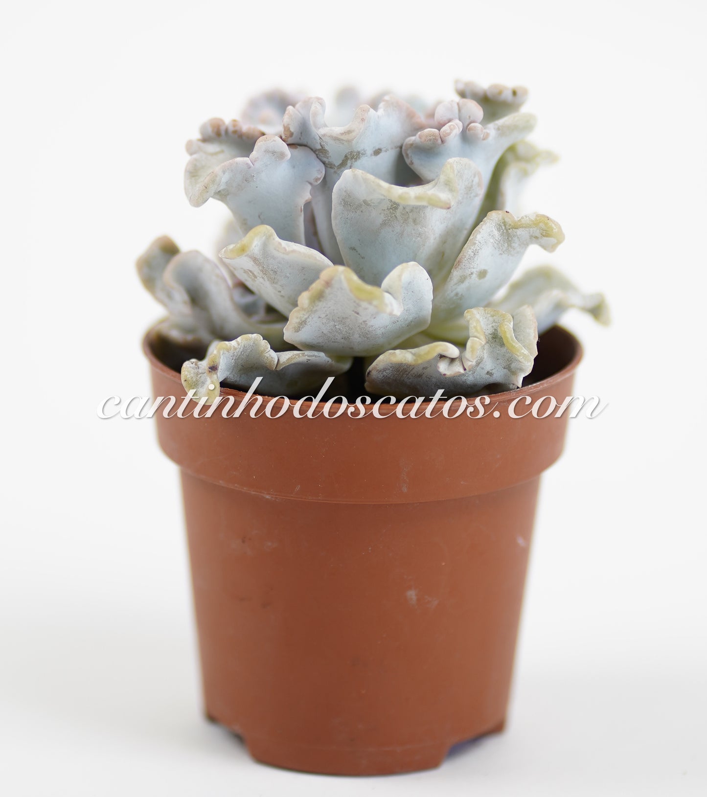 Echeveria Crispate Beauty